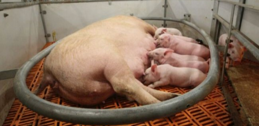 SunPork predstavuje celosvetovú inováciu v produkcii bravčového mäsa