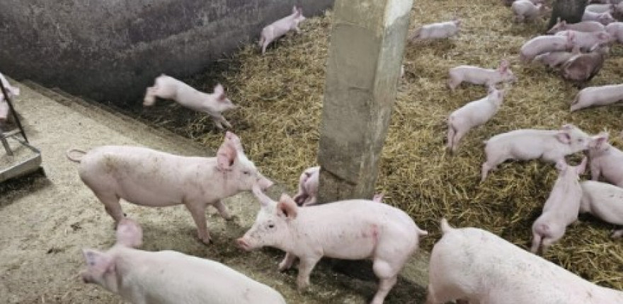 Výkrmom vo Veľkom Ďure ročne prejde vyše 50 tisíc odstavčiat