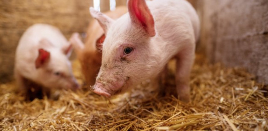 SACHO: Dopyt po slovenskom bravčovom mäse je aj po uvoľnení obmedzení slabý