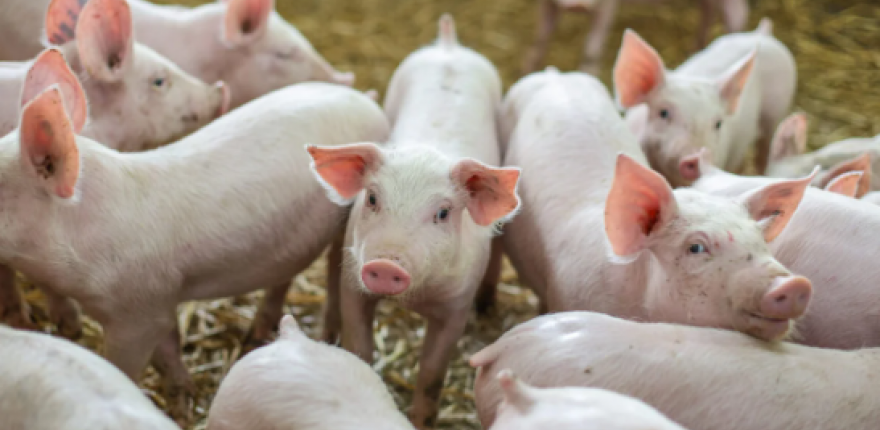 SACHO: Chovatelia ošípaných vyzývajú štát na dialóg, AMO sa šíri na juhu SR