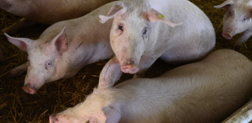 Dánsky model ochrany chovov ošípaných. Nákazu AMO ešte nezaznamenali