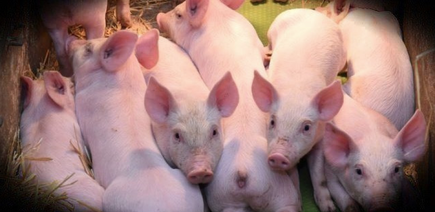 FirstFarms Gabčíkovo zhoršuje výhľad hospodárenia pre nízke ceny ošípaných