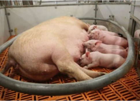 SunPork predstavuje celosvetovú inováciu v produkcii bravčového mäsa