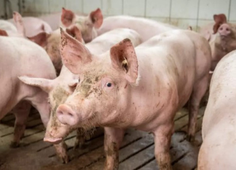 SLAK stopla export ošípaných zo západu Slovenska
