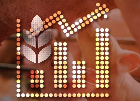 Ceny kŕmnych zmesí zvýšia náklady na produkciu jatočných ošípaných o 15%