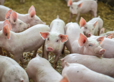 SACHO: Chovatelia ošípaných vyzývajú štát na dialóg, AMO sa šíri na juhu SR