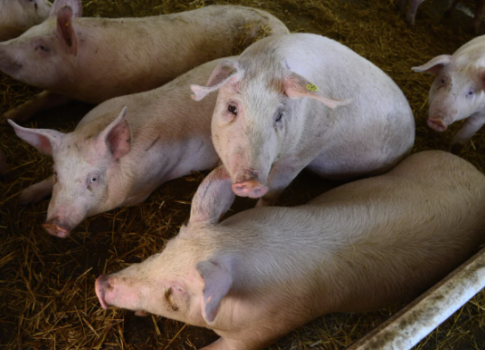 Dánsky model ochrany chovov ošípaných. Nákazu AMO ešte nezaznamenali