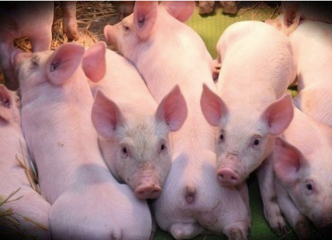 FirstFarms Gabčíkovo zhoršuje výhľad hospodárenia pre nízke ceny ošípaných